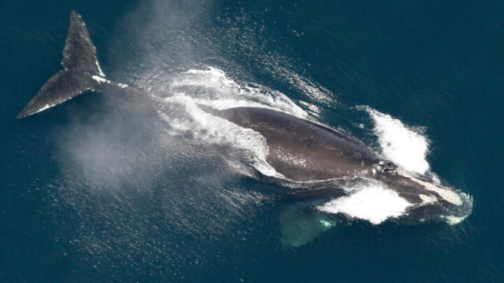 This image provided by NOAA shows a North Atlantic right whale in the waters off New England on May 25, 2024.