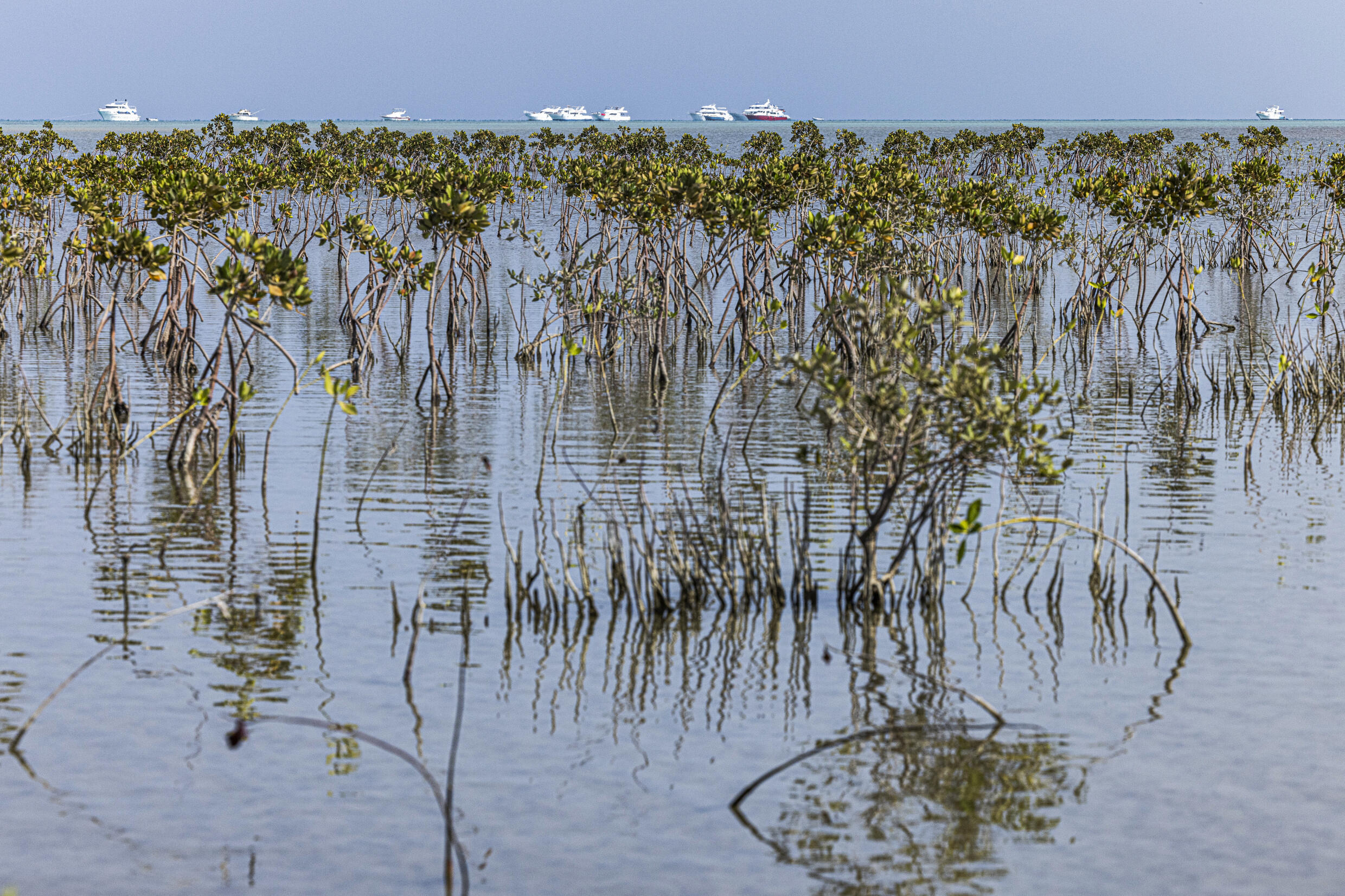 Sur une rive de la mer Rouge, des milliers de mangroves s'épanouissent à Hamata dans le sud de l'Egypte, le 16 septembre 2022