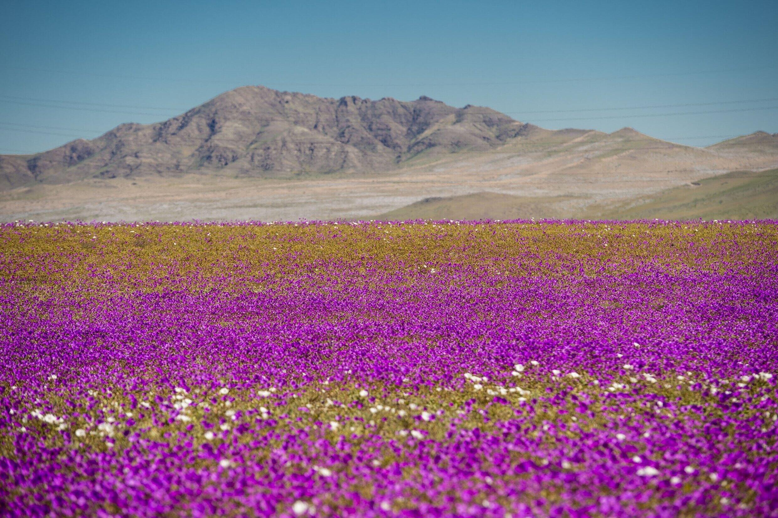 Cuando llueve lo suficiente en Atacama, estalla con una espectacular exhibición de flores silvestres, como esta de 2017.