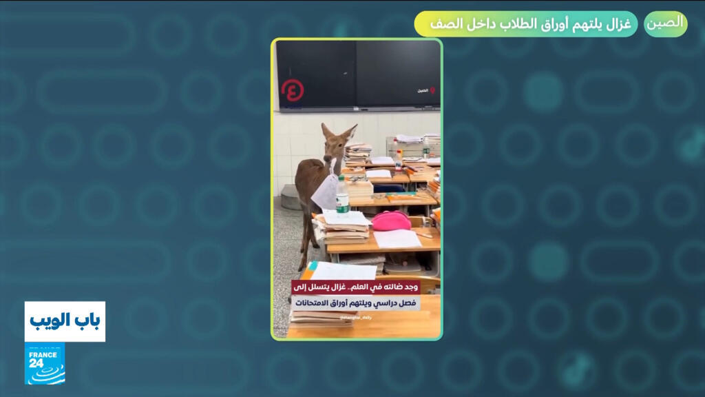 الصين.. غزال يلتهم أوراق الطلاب داخل الصف!