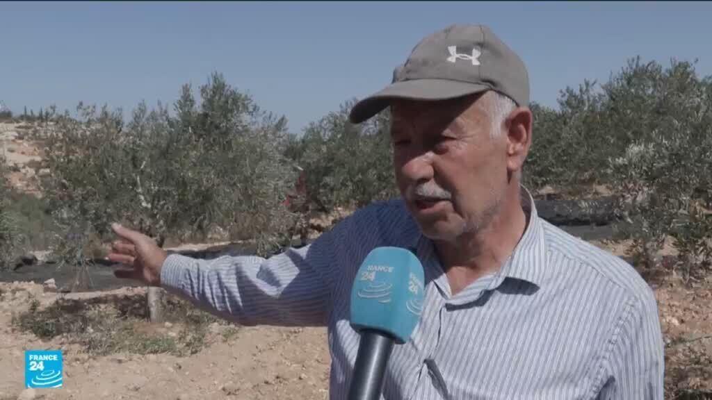 حرب الزيتون.. ارتفاع وتيرة هجوم المستوطنين الإسرائيليين على قاطفي الزيتون الفلسطينيين