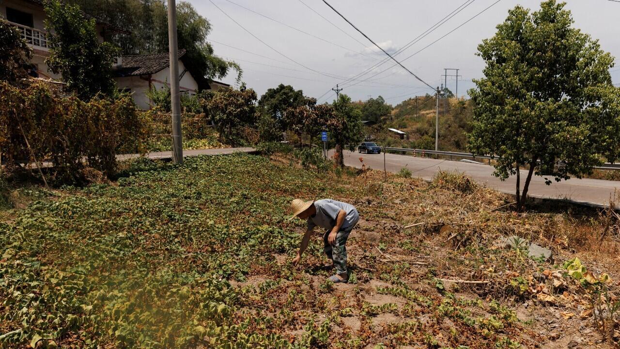 El agricultor local Chen Xiaohua muestra sus plantas muertas de camote después de que todos sus cultivos perecieron mientras la región experimenta una sequía. En la aldea de Fuyuan, en Chongqing, China, el 19 de agosto de 2022.