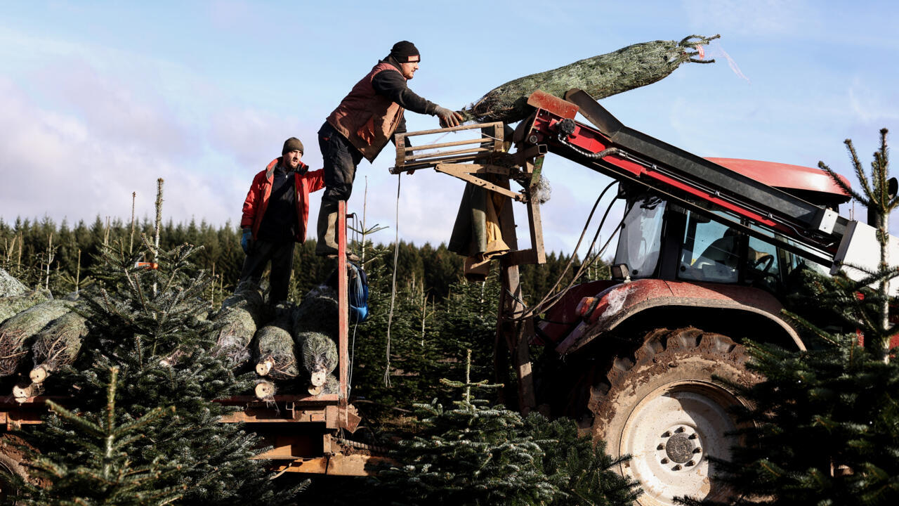 Thorny end of the year for Belgian fir tree producers Teller Report