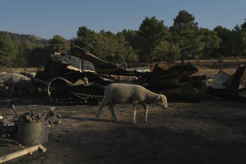 The blaze tore through 16,000 hectares of vegetation.
