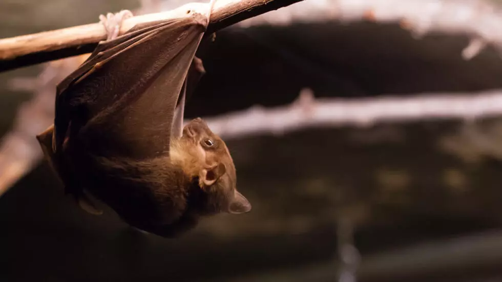 HISTORY’S WORST OUTBREAKS OF EXTREMELY DEADLY MARBURG VIRUS 🚨
