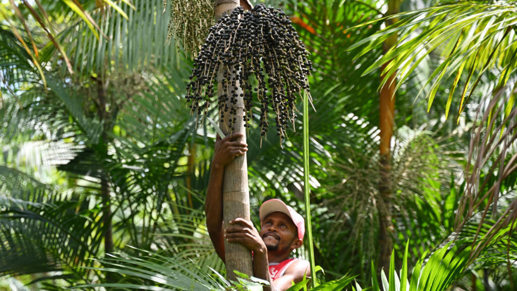 Contre la "biopiraterie", le Brésil défend son açai d'Amazonie