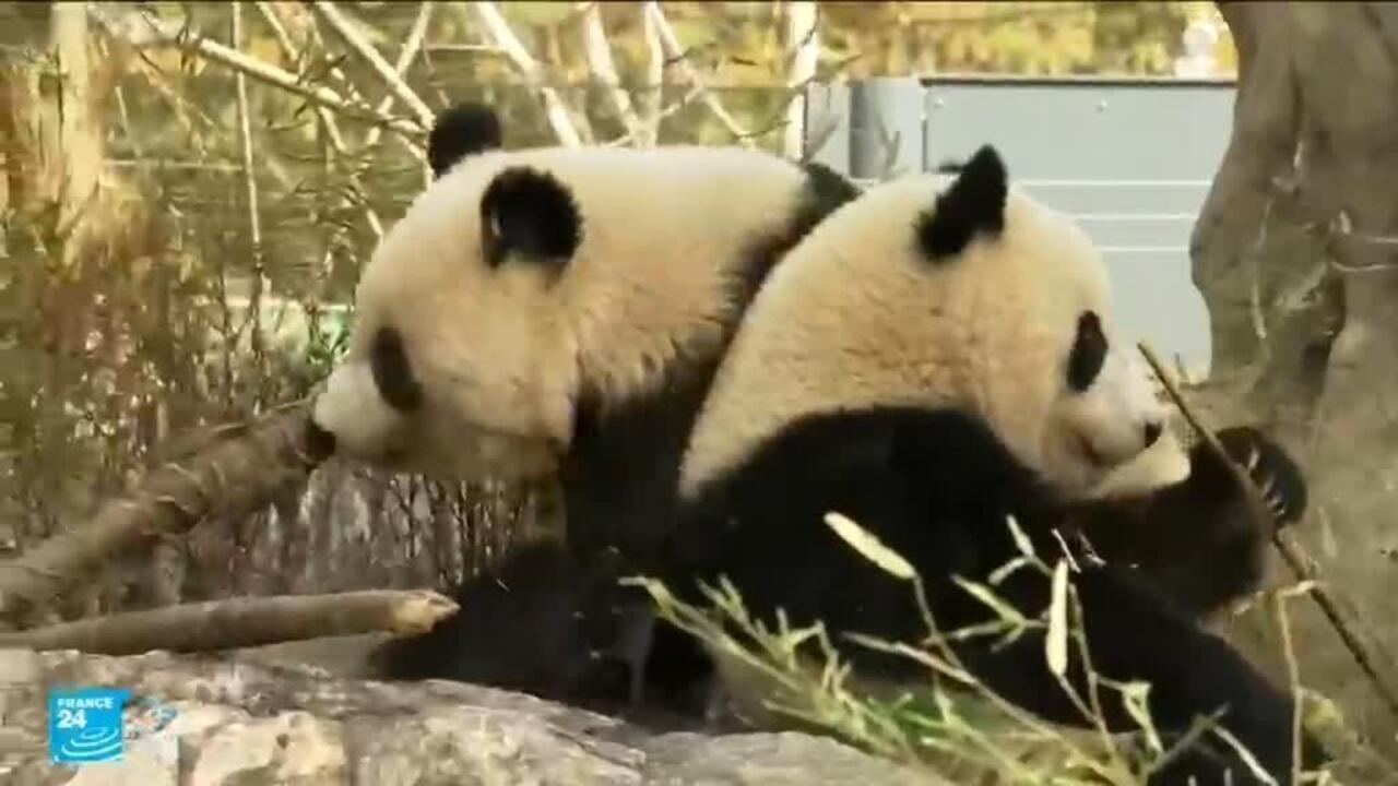 آلاف اليابانيين يودعون توأم الباندا العائد نحو الصين