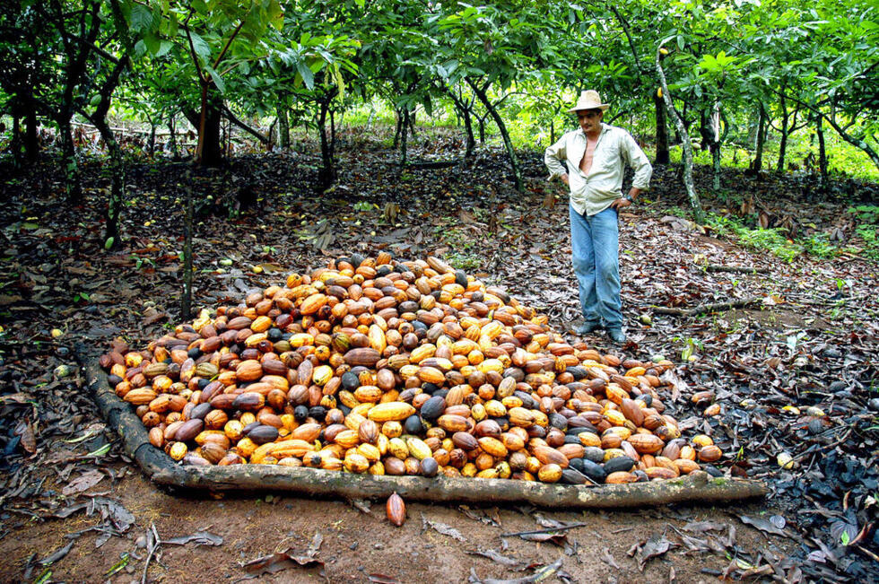 La peor crisis del cacao en décadas podría beneficiar a los productores latinoamericanos