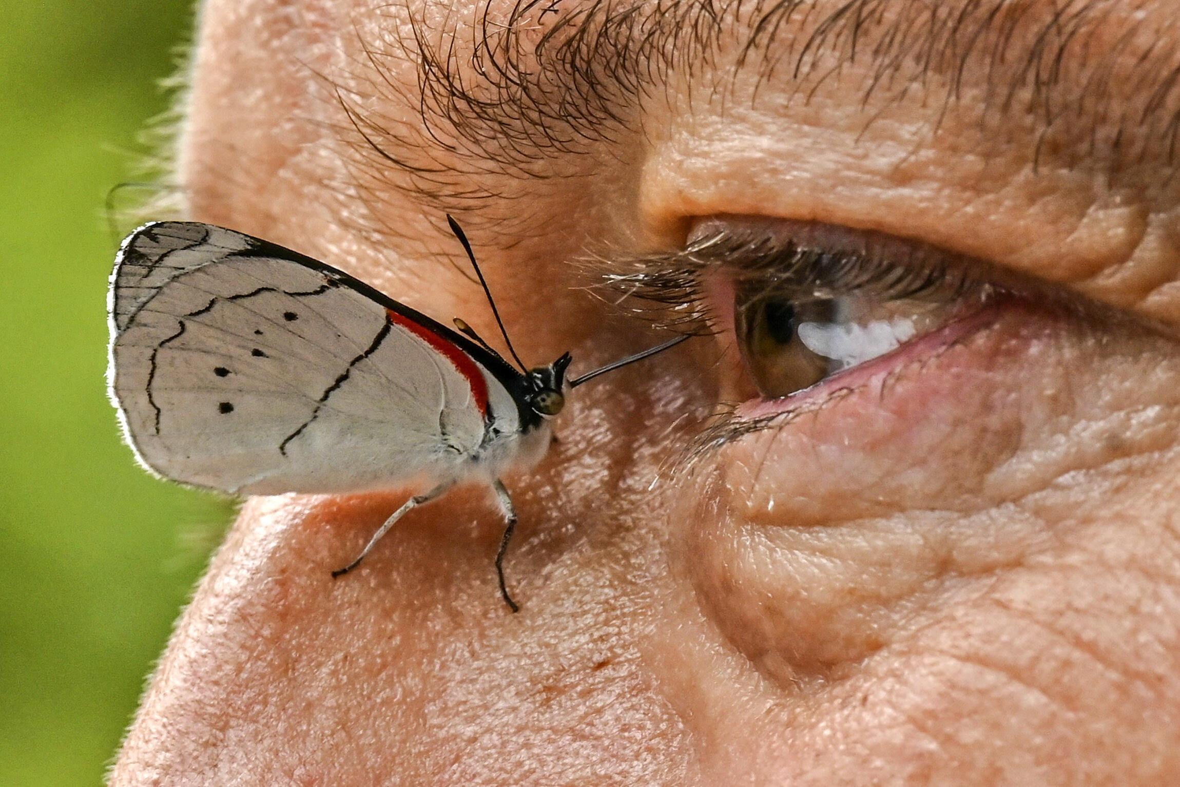 Is This The Biggest Fetching Butterflies Leak Ever? - sqgoxry