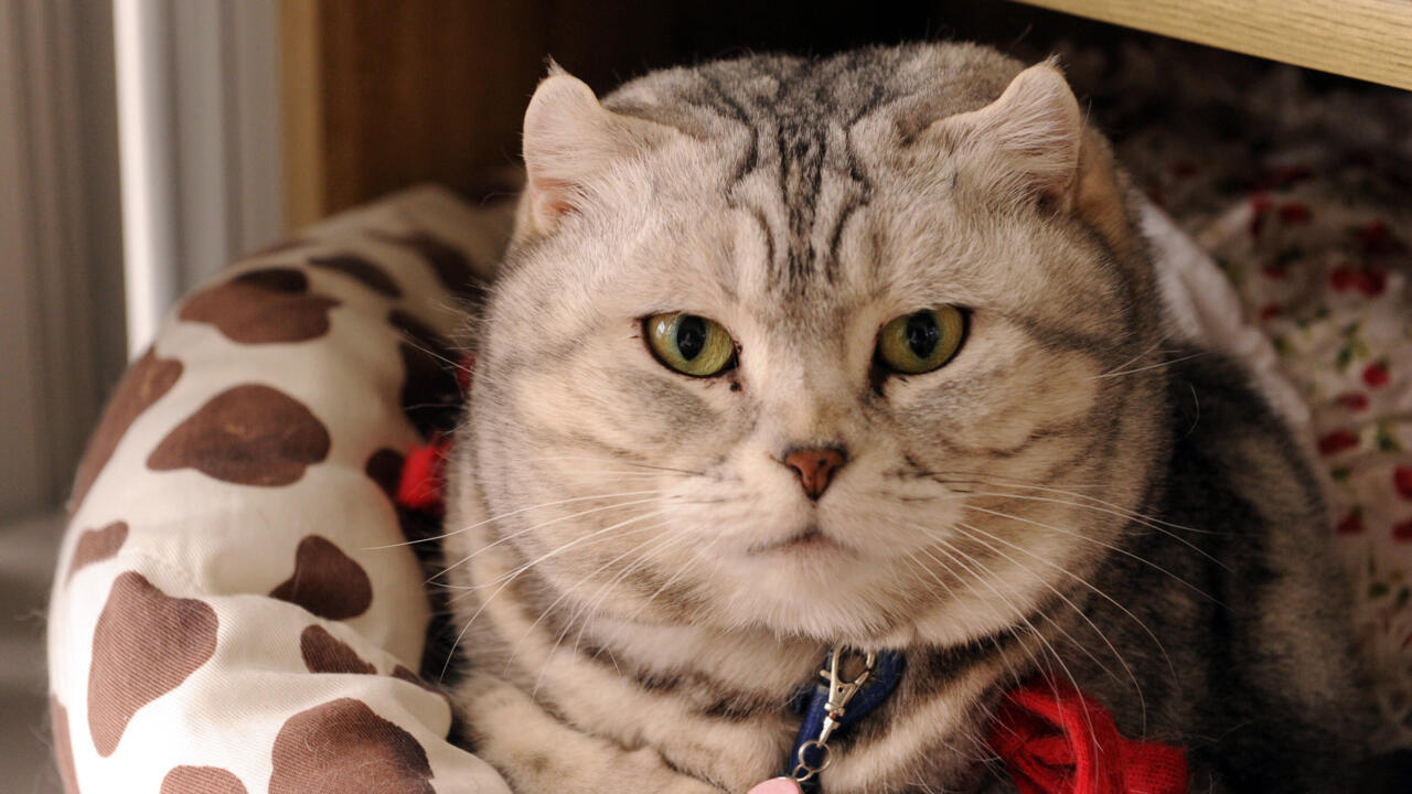 Japan an app to identify cat pain