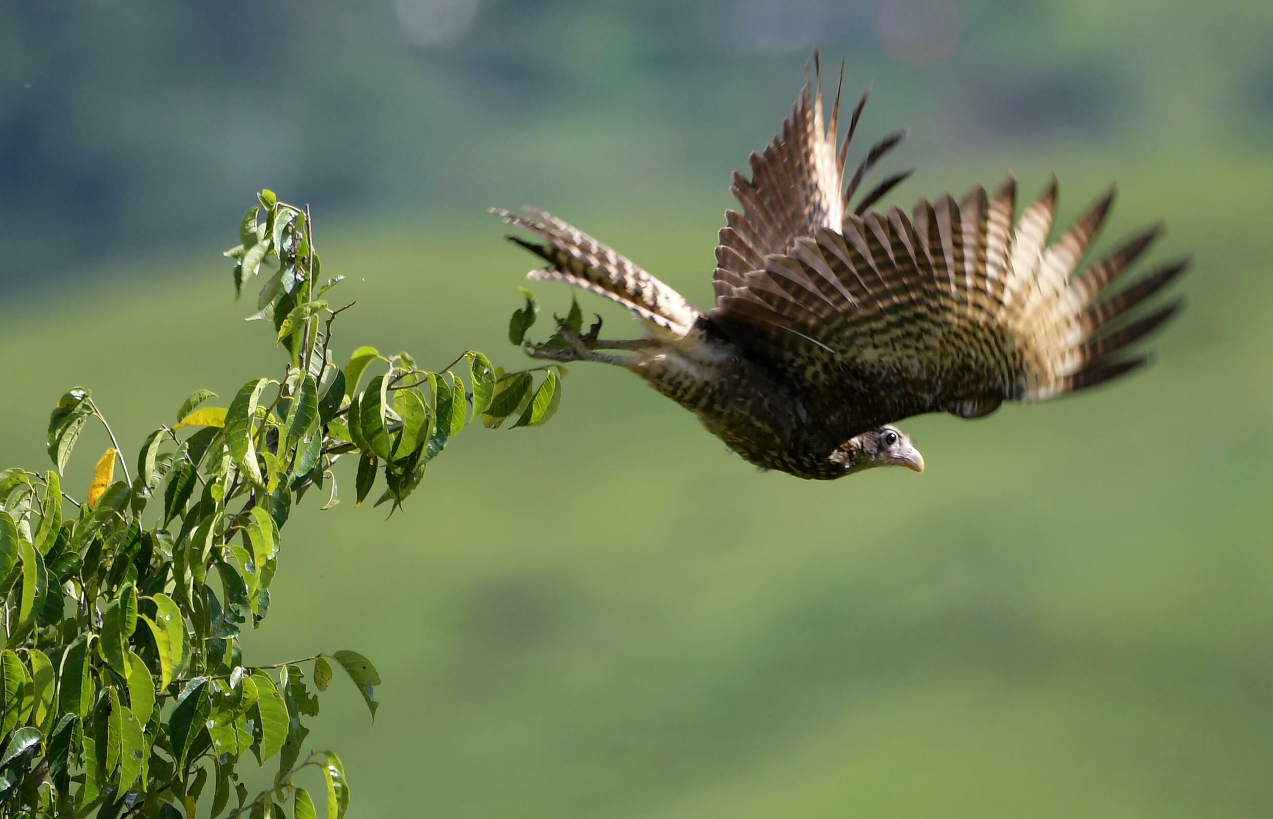 Bird watching has become one of the ways to heal old wounds in Planadas, one of the worst affected places in Colombia by the half century armed conflict waged by FARC against the state