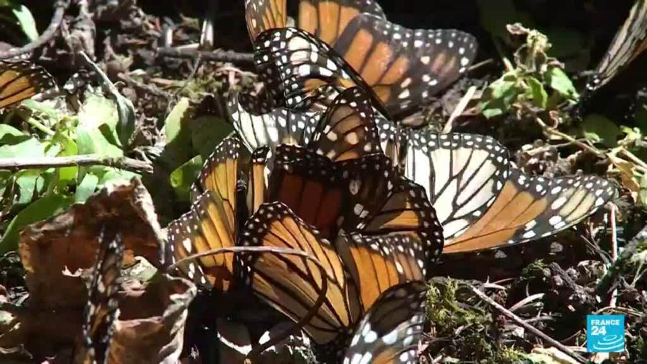 Biodiversity Migratory monarch butterflies list as endangered species
