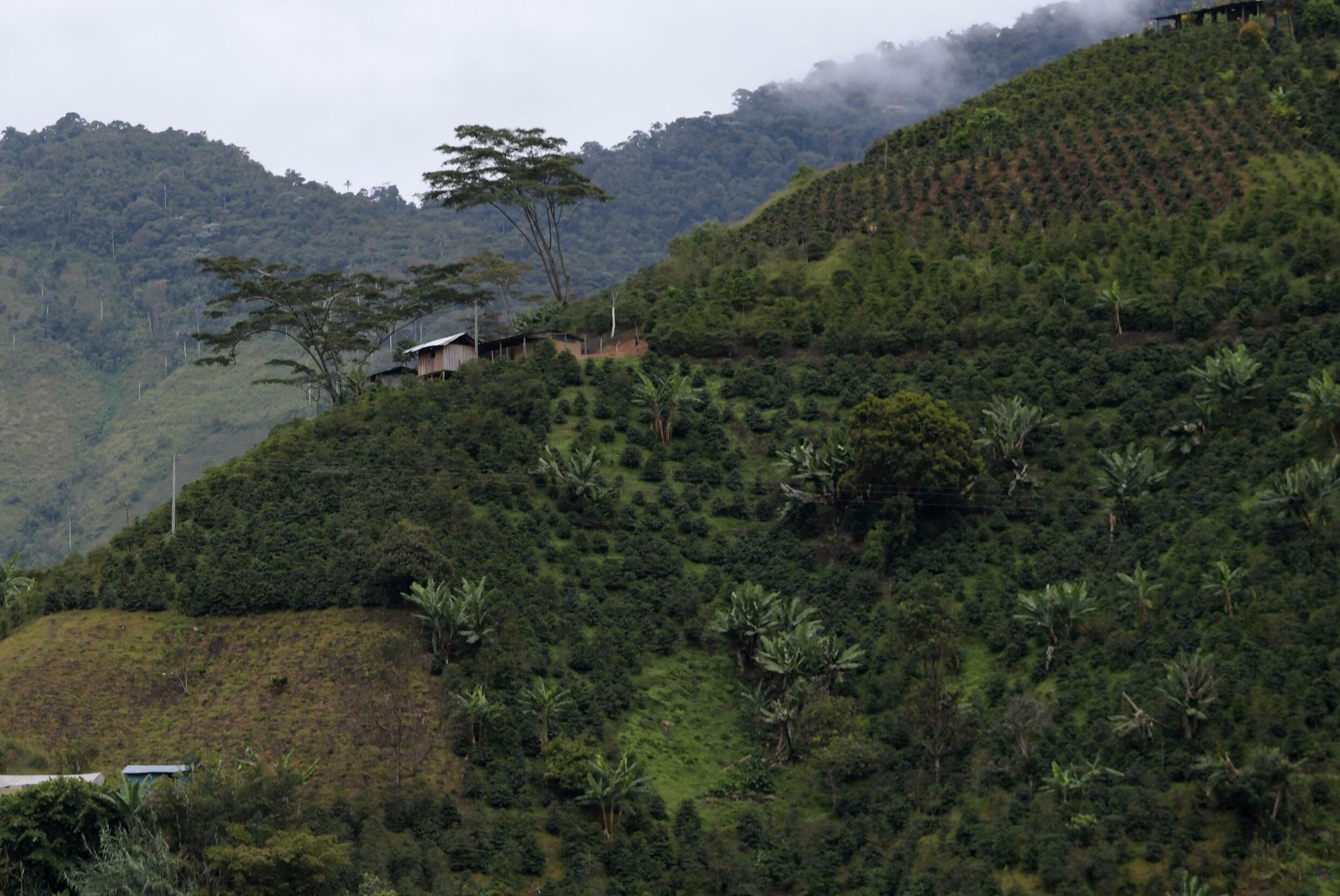 The climate in Planadas, Tolima department, is ideal for growing coffee crops and produces a high quality bean
