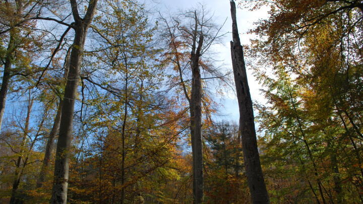 Beech trees in the Forest of Fontainebleau are slowly dying after grappling with heatwaves on November 5, 2025.