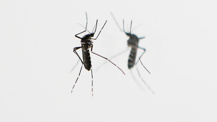 Tiger mosquitoes arrived in France in 2004 and have spread across the country since.