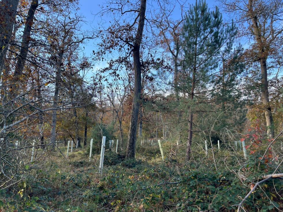 Small tubes protect young tree saplings in Fontainebleau on November 5, 2025.