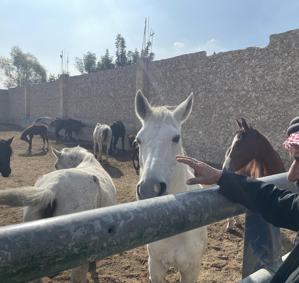 Le haras de la famille Meraai dans le quartier al-Balour à Alep
