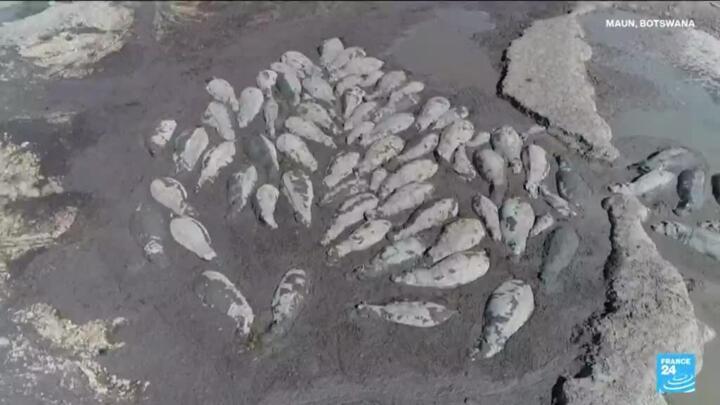 Herds of endangered hippos trapped in mud in drought-hit Botswana