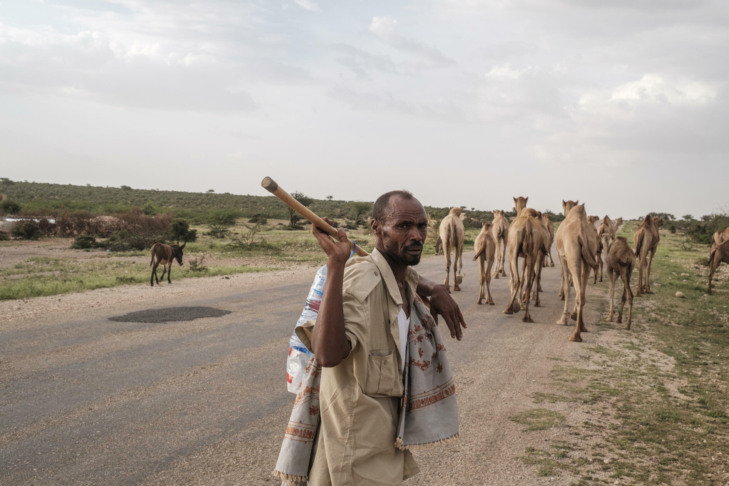 Milk, meat and might in Somalia, 'the camel is king'