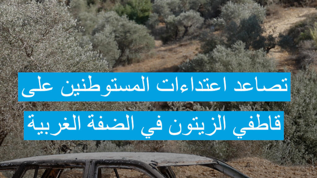 تصاعد اعتداءات المستوطنين على قاطفي الزيتون في الضفة الغربية