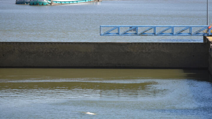 A beluga whale is seen swimming between two locks on the Seine river, in Notre-Dame-de-la-Garenne, northwestern France, on August 6, 2022.