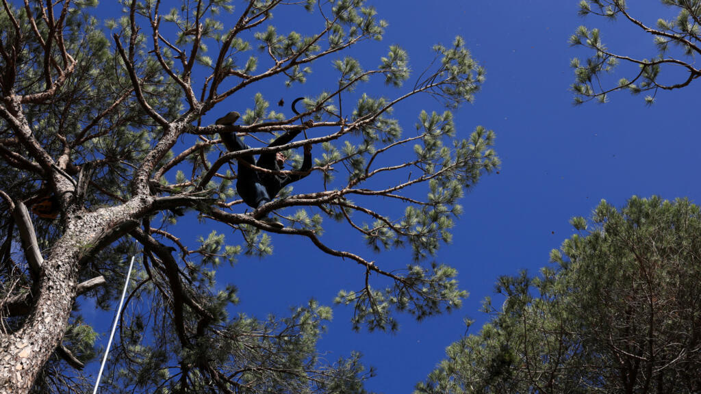 لبنان: الجفاف والحشرات تعصف بأشجار الصنوبر التاريخية في غابة بكاسين