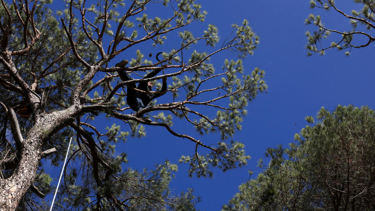 لبنان: الجفاف والحشرات تعصف بأشجار الصنوبر التاريخية في غابة بكاسين