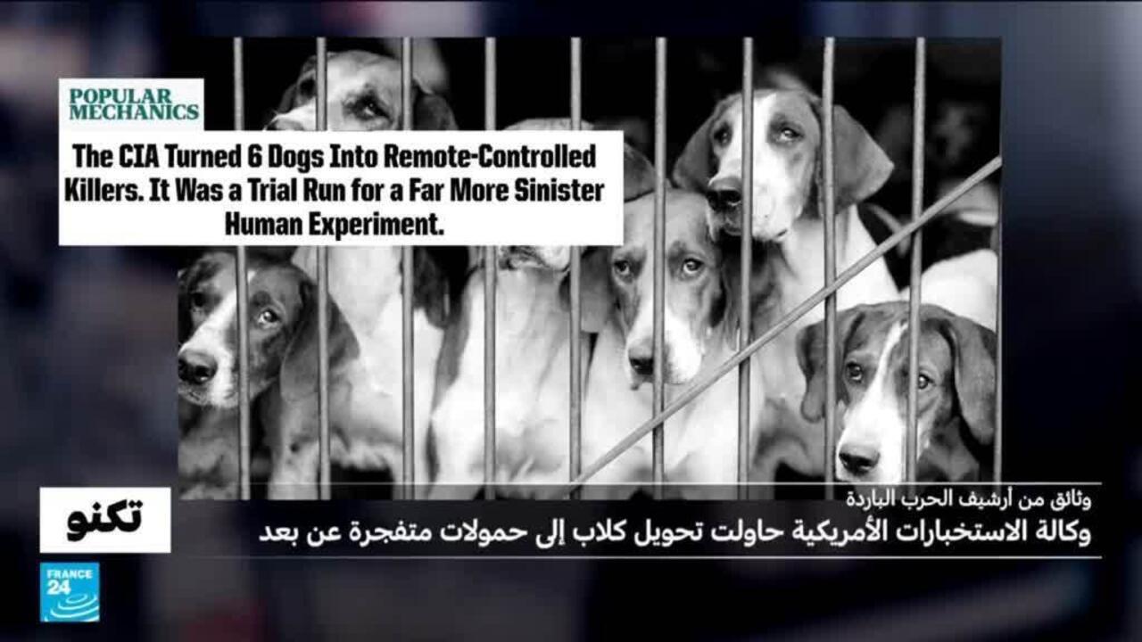وثائق رُفعت عنها السرية: وكالة الاستخبارات الأمريكية حاولت تحويل 6 كلاب إلى حمولات متفجرة عن بعد