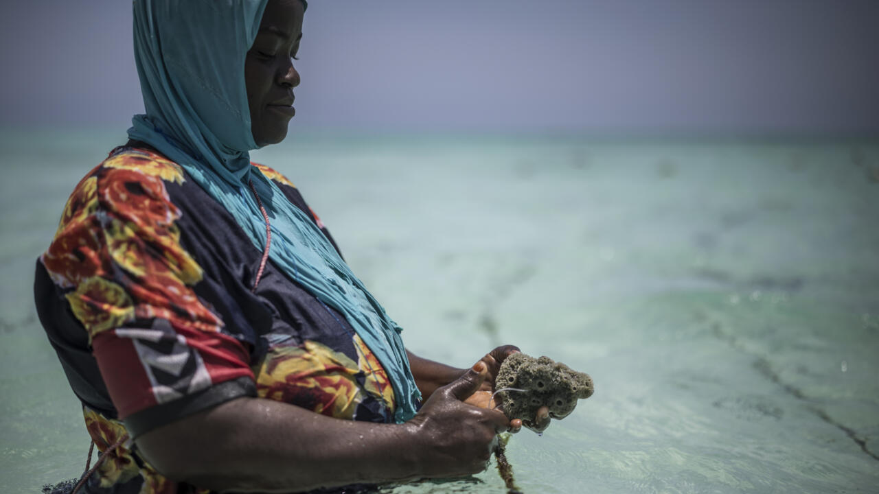 The Bright Side: Zanzibar women turn to sponge farming as oceans heat up
