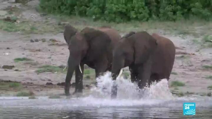 Botswana lifts ban on elephant hunting, sparking outrage