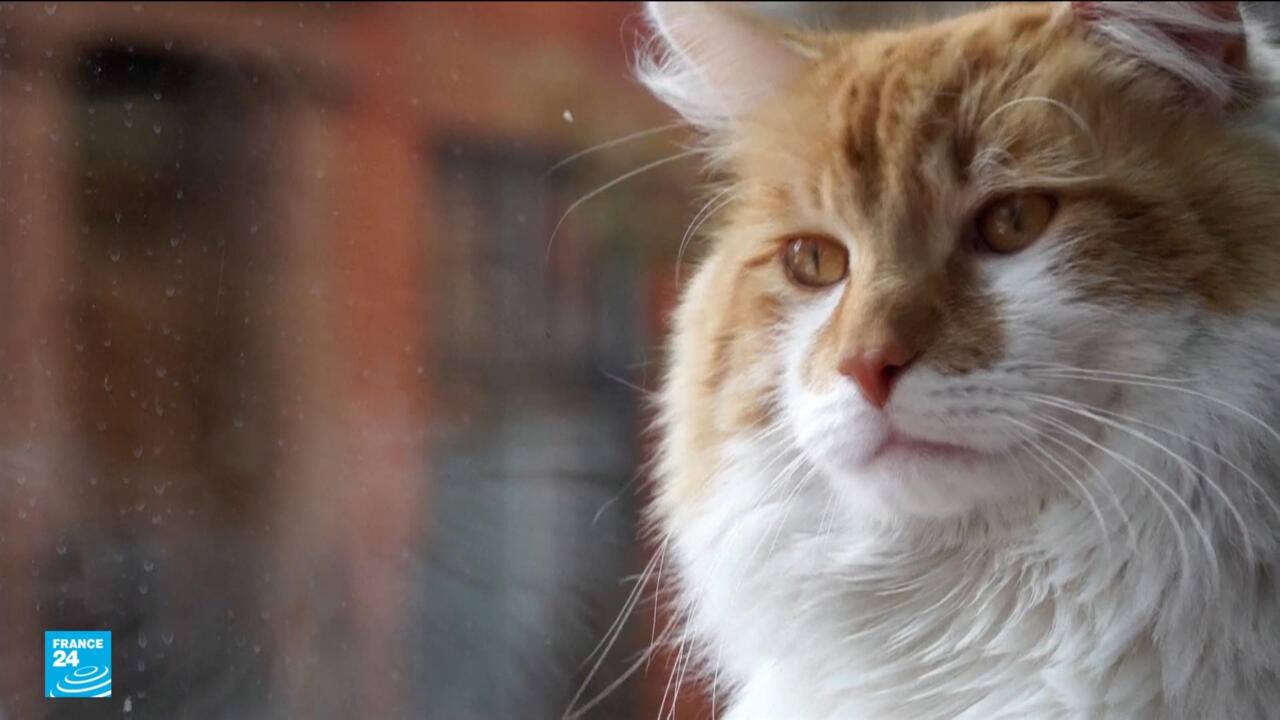 قطط في محلات البقالة بمدينة نيويورك للقضاء على القوارض