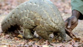 The novel coronavirus, which has killed more than 100,000 people worldwide, could have been transmitted to humans by a pangolin or a bat.