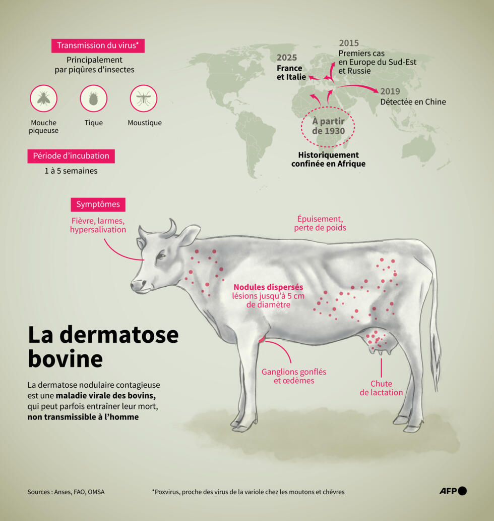La dermatose bovine.