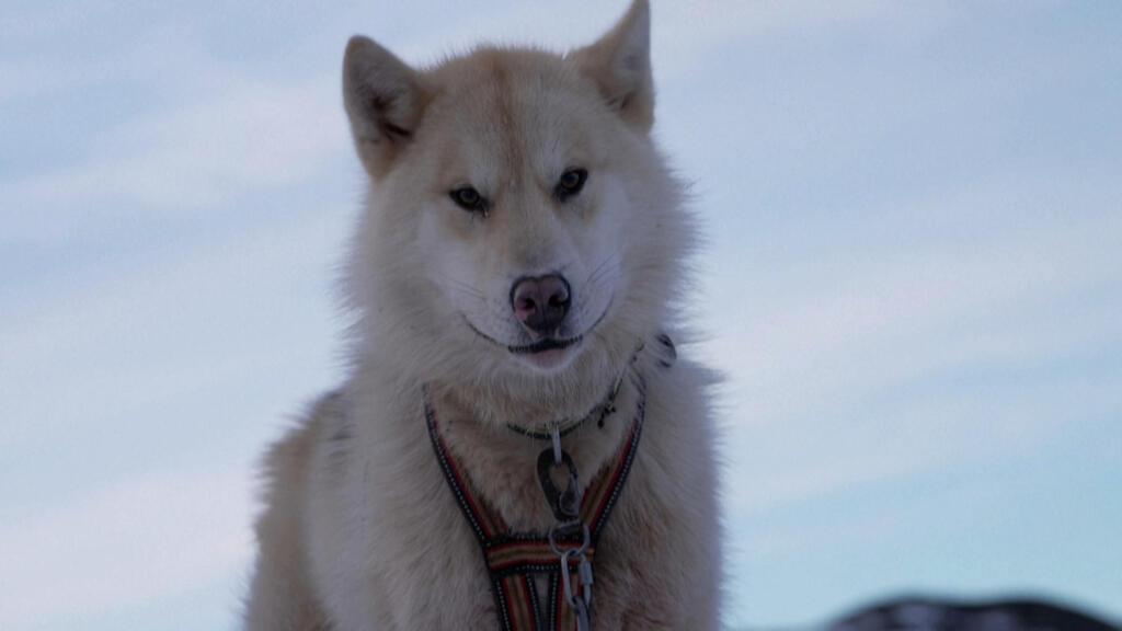 Au Groenland, la fonte des glaces impacte le mode de vie traditionnel