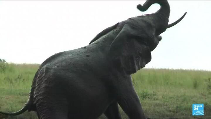 Botswana threatens to send 20,000 elephants to Germany