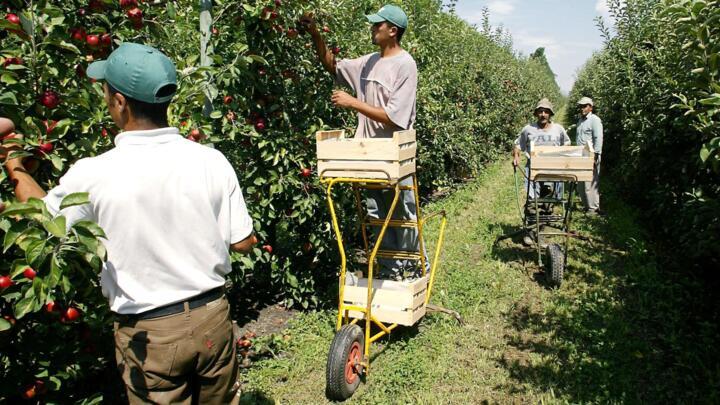 Moroccan seasonal workers on a farm in the Bouches-du-Rhône region of France on July 18, 2002.