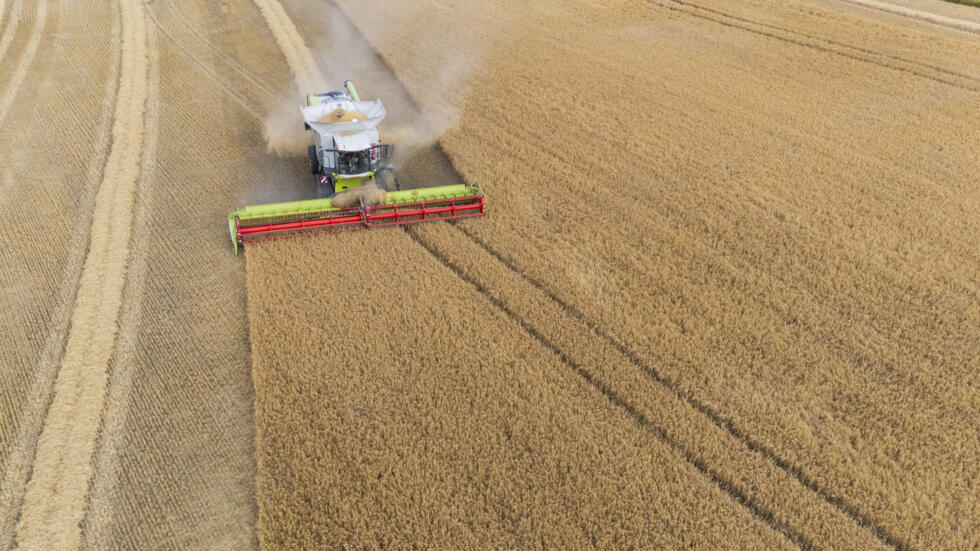 Un champ d'orge en pleine moisson à Garche, en Moselle, le 10 juillet 2025.