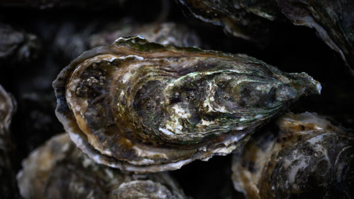 File photo: This photo taken on January 19, 2024 shows an oysters at the port of La Teste in the bay of Arcachon, south-western France.