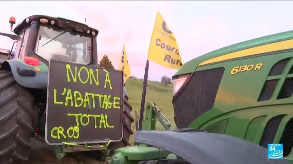 France : face à la dermatose bovine, "l'abattage est la seule solution"