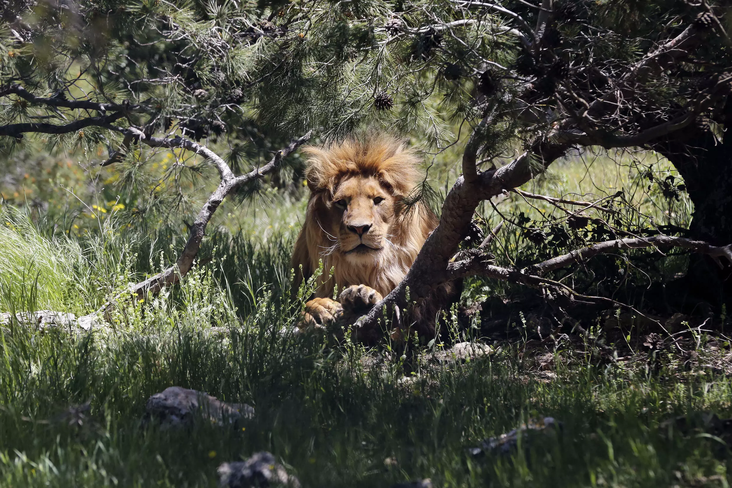Lions have lost more than 90 percent of their historic range and population
