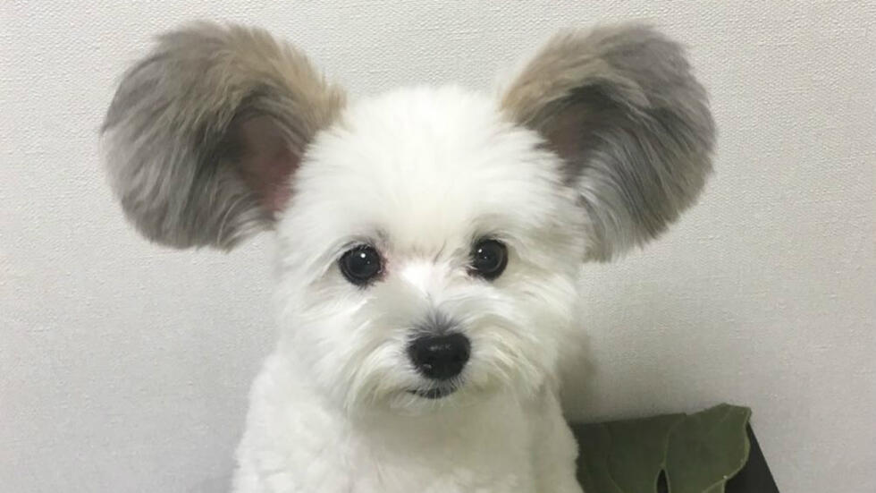 Grand Race De Chien Rare