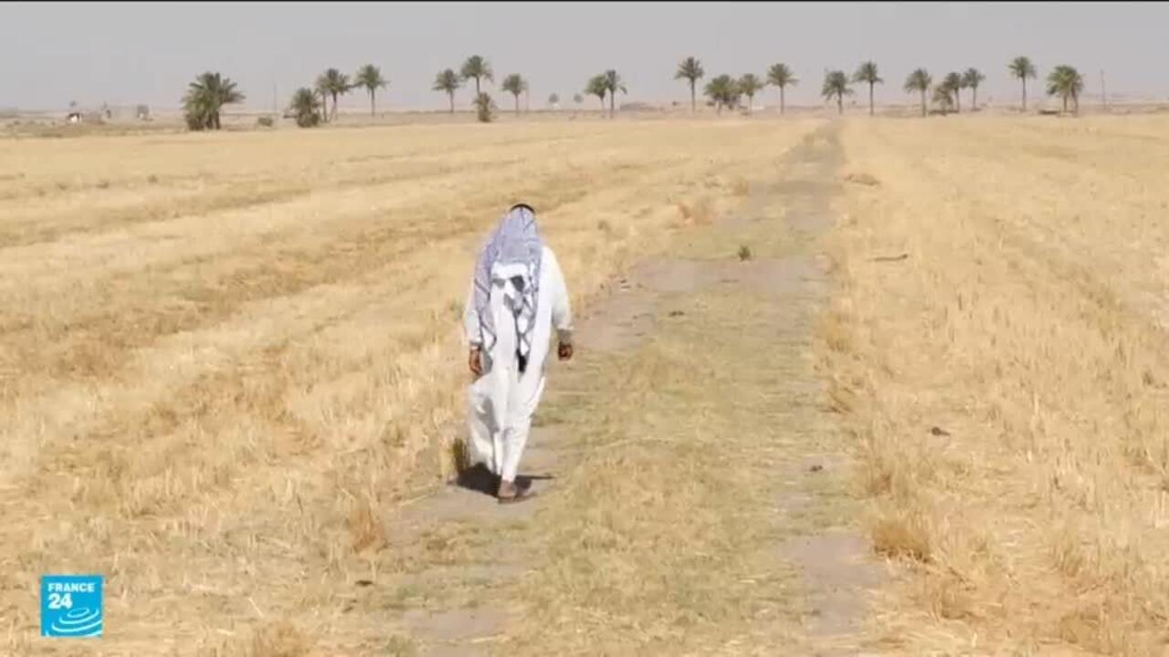 لا أمطار في العراق.. الجفاف يضرب البلاد ورائحة حقول أرز العنبر العطرة تغادر قضاء المشخاب