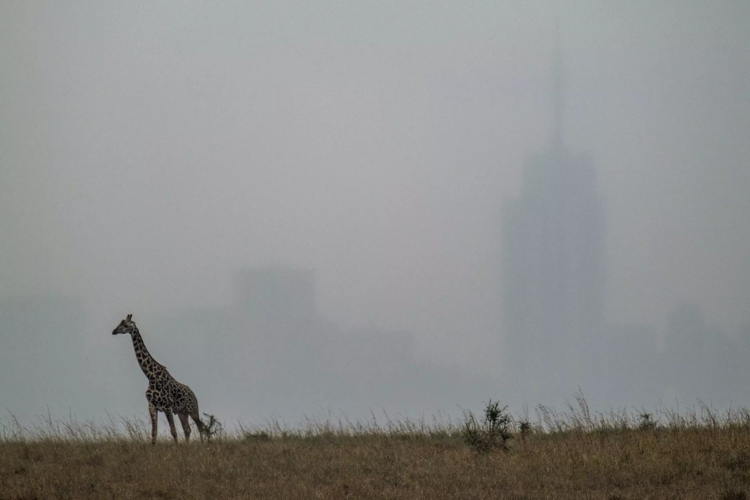 A maasai giraffe walks in Nairobi National Park, Kenya