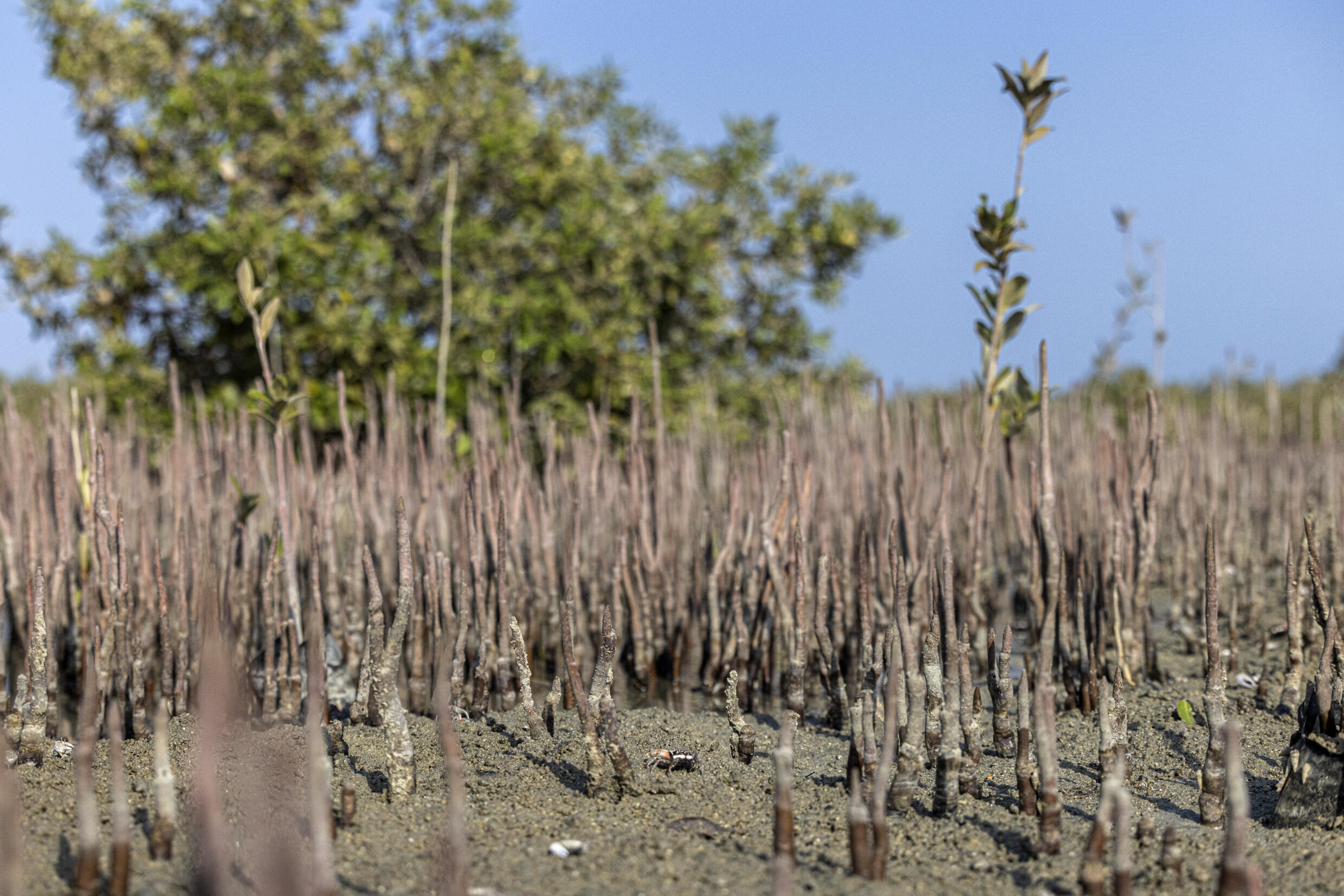 Millions at risk of climate displacement in Middle East