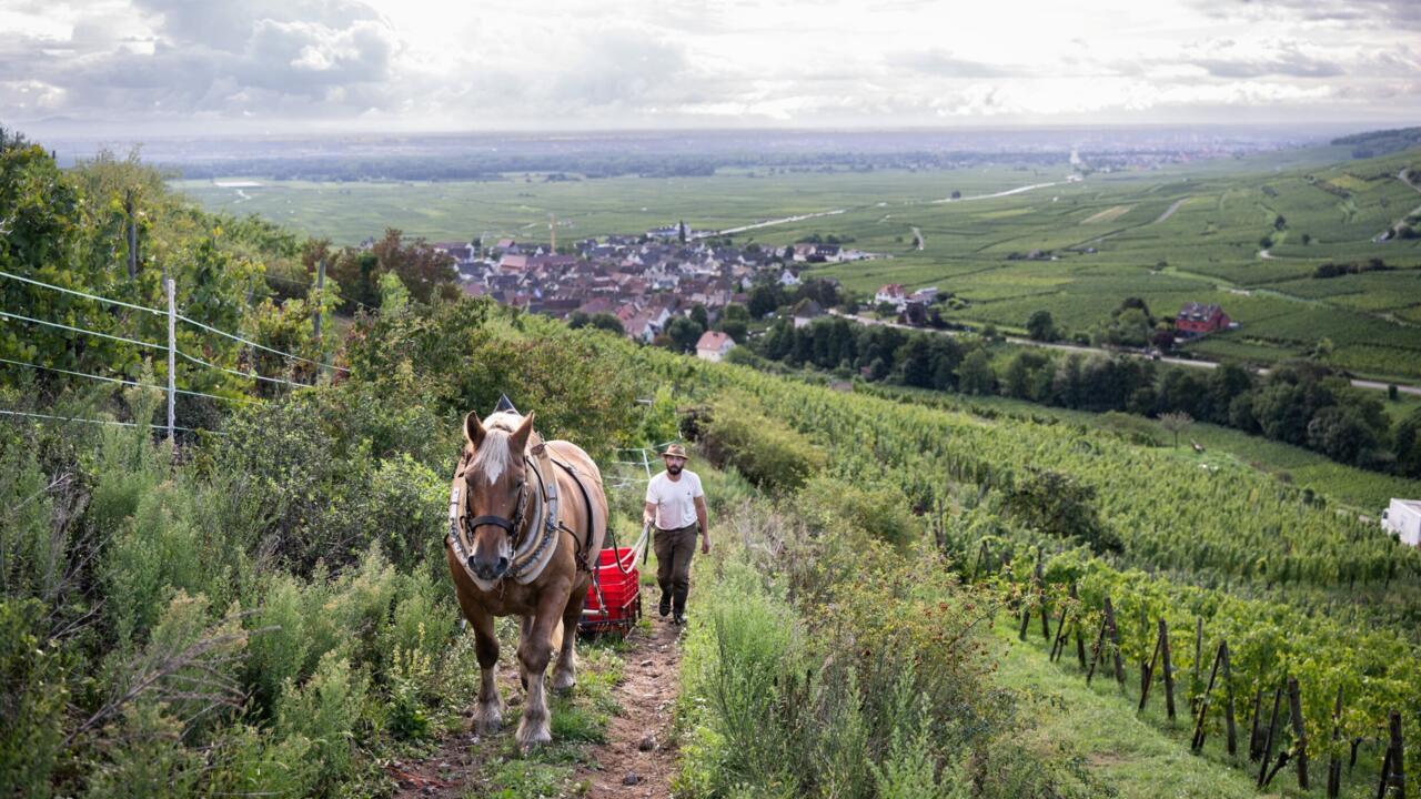 L'instant + : Malik, vendangeur à l'ancienne au cœur des vignobles alsaciens