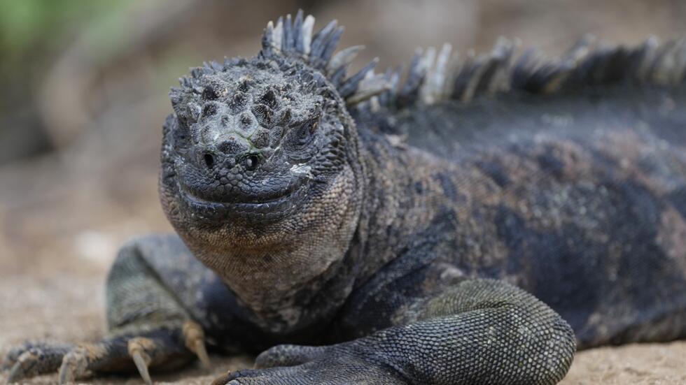 Canje de deuda por naturaleza virtudes y desventajas de un modelo en