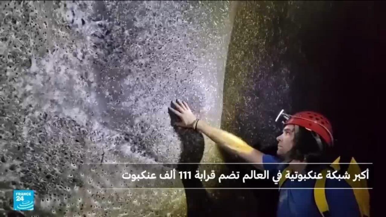 العثور على أكبر شبكة عناكب تضم 111 ألف عنكبوت