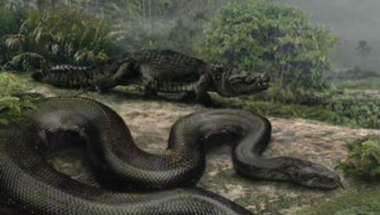 Titanoboa Le Plus Grand Serpent Du Monde Le plus grand serpent du monde mesurait 13 mètres