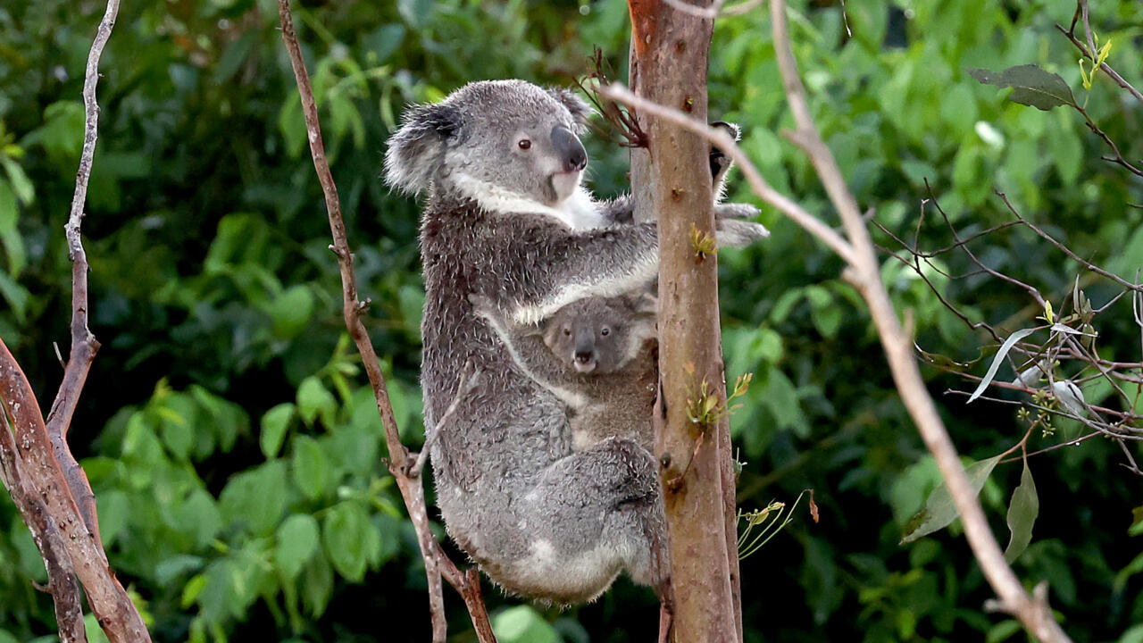 The Bright Side: Australia bans logging in eastern woodland to protect koalas