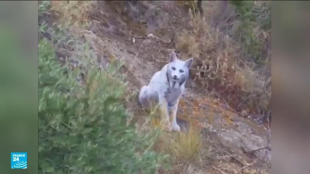 ظهور أول وشق أبيض إيبيري في جنوب إسبانيا